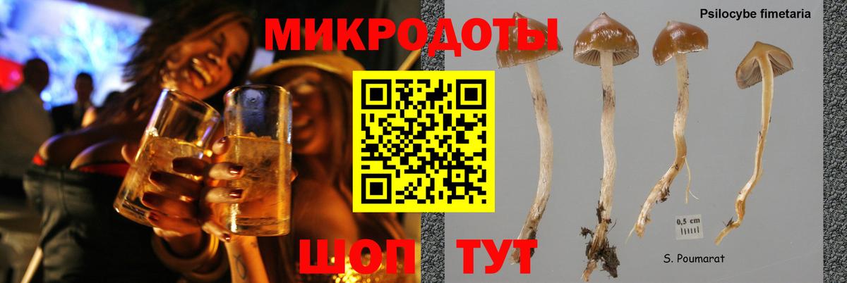 Галлюциногенные грибы Psilocybine cubensis Грозный